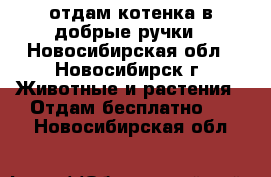 отдам котенка в добрые ручки - Новосибирская обл., Новосибирск г. Животные и растения » Отдам бесплатно   . Новосибирская обл.